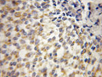 UQCRH Antibody in Immunohistochemistry (Paraffin) (IHC (P))