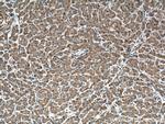 Cytochrome b5 Antibody in Immunohistochemistry (Paraffin) (IHC (P))