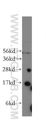 Cytochrome b5 Antibody in Western Blot (WB)