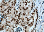 KPNA6 Antibody in Immunohistochemistry (Paraffin) (IHC (P))