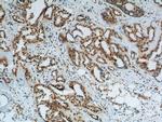 KPNA6 Antibody in Immunohistochemistry (Paraffin) (IHC (P))