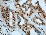 KPNA6 Antibody in Immunohistochemistry (Paraffin) (IHC (P))