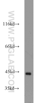 PINX1 Antibody in Western Blot (WB)