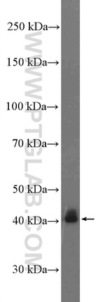 PINX1 Antibody in Western Blot (WB)