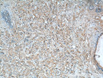 TSKU Antibody in Immunohistochemistry (Paraffin) (IHC (P))