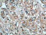 TSKU Antibody in Immunohistochemistry (Paraffin) (IHC (P))