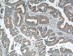 TSKU Antibody in Immunohistochemistry (Paraffin) (IHC (P))