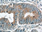 TSKU Antibody in Immunohistochemistry (Paraffin) (IHC (P))