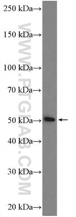 TSKU Antibody in Western Blot (WB)
