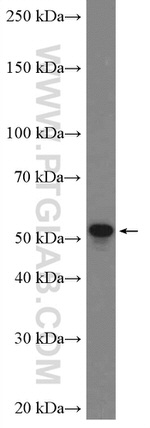 TSKU Antibody in Western Blot (WB)
