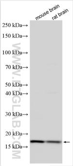 SNX12 Antibody in Western Blot (WB)