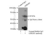 GPR183/EBI2 Antibody in Immunoprecipitation (IP)