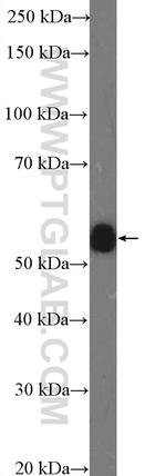 GPR183/EBI2 Antibody in Western Blot (WB)