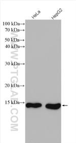 SF3B14 Antibody in Western Blot (WB)