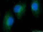 14-3-3 gamma Antibody in Immunocytochemistry (ICC/IF)