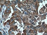 14-3-3 gamma Antibody in Immunohistochemistry (Paraffin) (IHC (P))