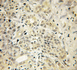 UCHL3 Antibody in Immunohistochemistry (Paraffin) (IHC (P))