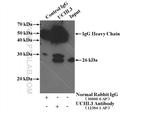 UCHL3 Antibody in Immunoprecipitation (IP)