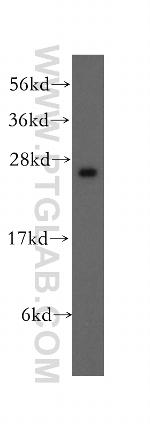 UCHL3 Antibody in Western Blot (WB)