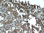 UBAP1 Antibody in Immunohistochemistry (Paraffin) (IHC (P))