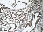 RAF1 Antibody in Immunohistochemistry (Paraffin) (IHC (P))