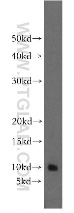 BEX1/2 Antibody in Western Blot (WB)