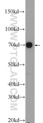 HGSNAT Antibody in Western Blot (WB)