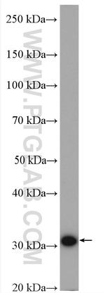 DPM1 Antibody in Western Blot (WB)