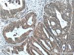 NUP133 Antibody in Immunohistochemistry (Paraffin) (IHC (P))