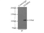 GEMIN4 Antibody in Immunoprecipitation (IP)