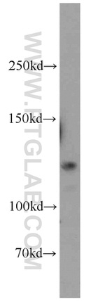GEMIN4 Antibody in Western Blot (WB)