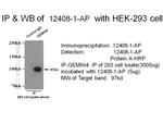 GEMIN4 Antibody in Immunoprecipitation (IP)