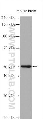 GABRA1 Antibody in Western Blot (WB)