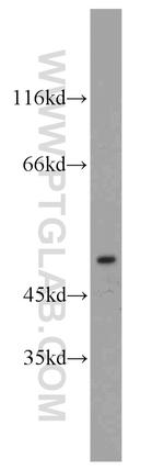 GABRA1 Antibody in Western Blot (WB)