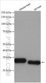 GSTM1 Antibody in Western Blot (WB)