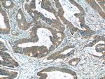 OSBPL3 Antibody in Immunohistochemistry (Paraffin) (IHC (P))
