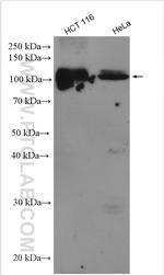 OSBPL3 Antibody in Western Blot (WB)