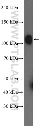 OSBPL3 Antibody in Western Blot (WB)