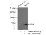 TEAD4 Antibody in Immunoprecipitation (IP)