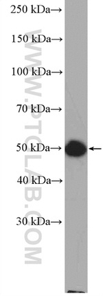 SEPT10 Antibody in Western Blot (WB)