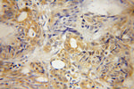 SEPT10 Antibody in Immunohistochemistry (Paraffin) (IHC (P))