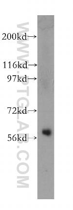 SEPT10 Antibody in Western Blot (WB)