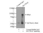 SLC20A1 Antibody in Immunoprecipitation (IP)