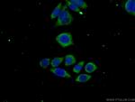 MAGEH1 Antibody in Immunocytochemistry (ICC/IF)