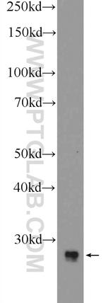 MAGEH1 Antibody in Western Blot (WB)