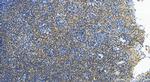 CDC42SE1 Antibody in Immunohistochemistry (Paraffin) (IHC (P))