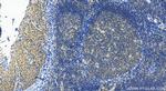 CDC42SE1 Antibody in Immunohistochemistry (Paraffin) (IHC (P))