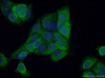 HOMER1 Antibody in Immunocytochemistry (ICC/IF)