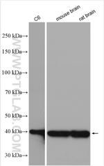 SH3GL2 Antibody in Western Blot (WB)