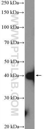 SH3GL2 Antibody in Western Blot (WB)